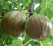 Olympian Fig, Ficus carica 'Olympian'